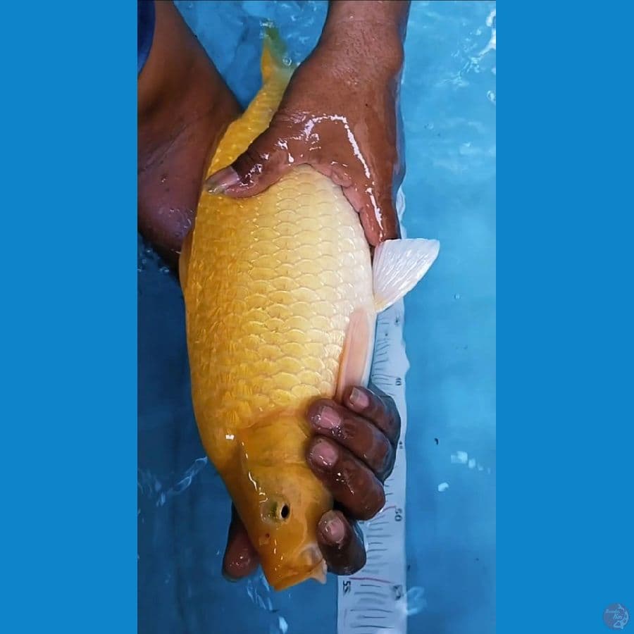karasi ginrin44cm~fm