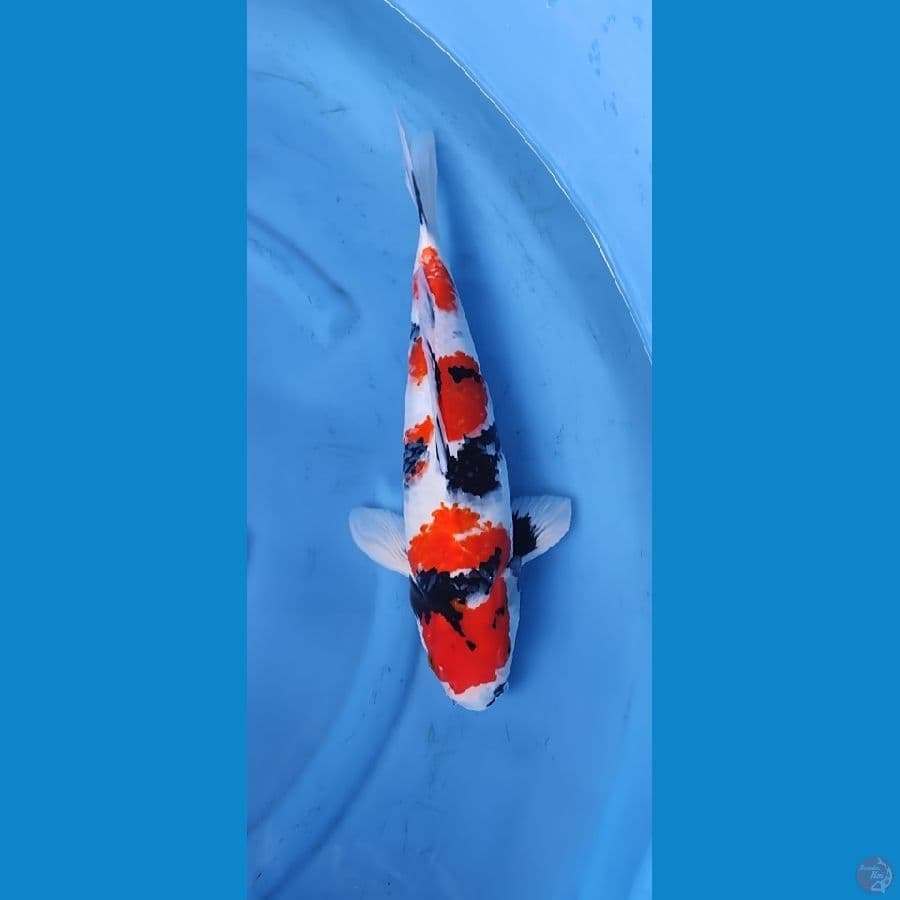 original showa jantan -+40cm up