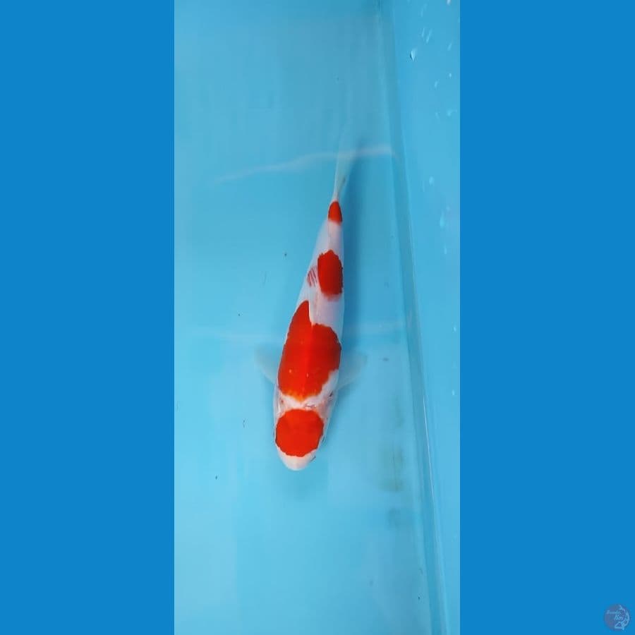 kohaku maruten 20bu skin halus
