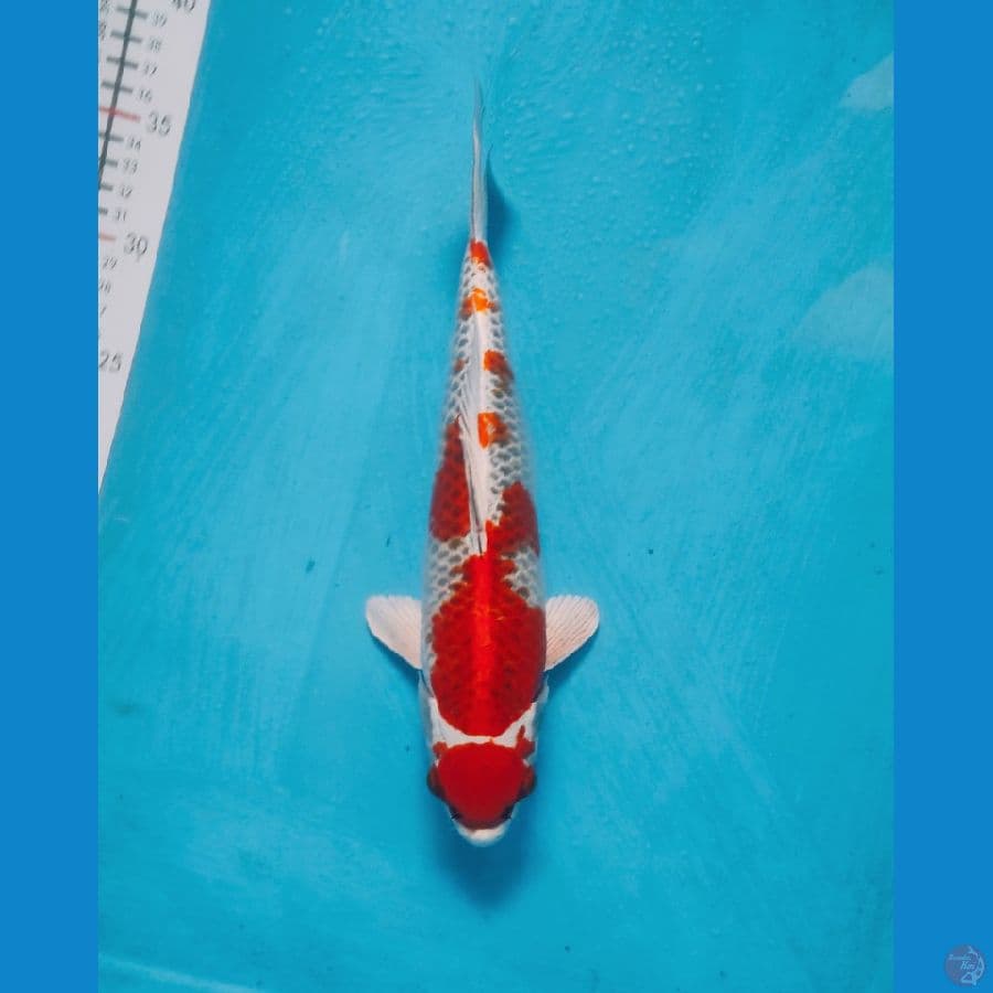 33cm male...