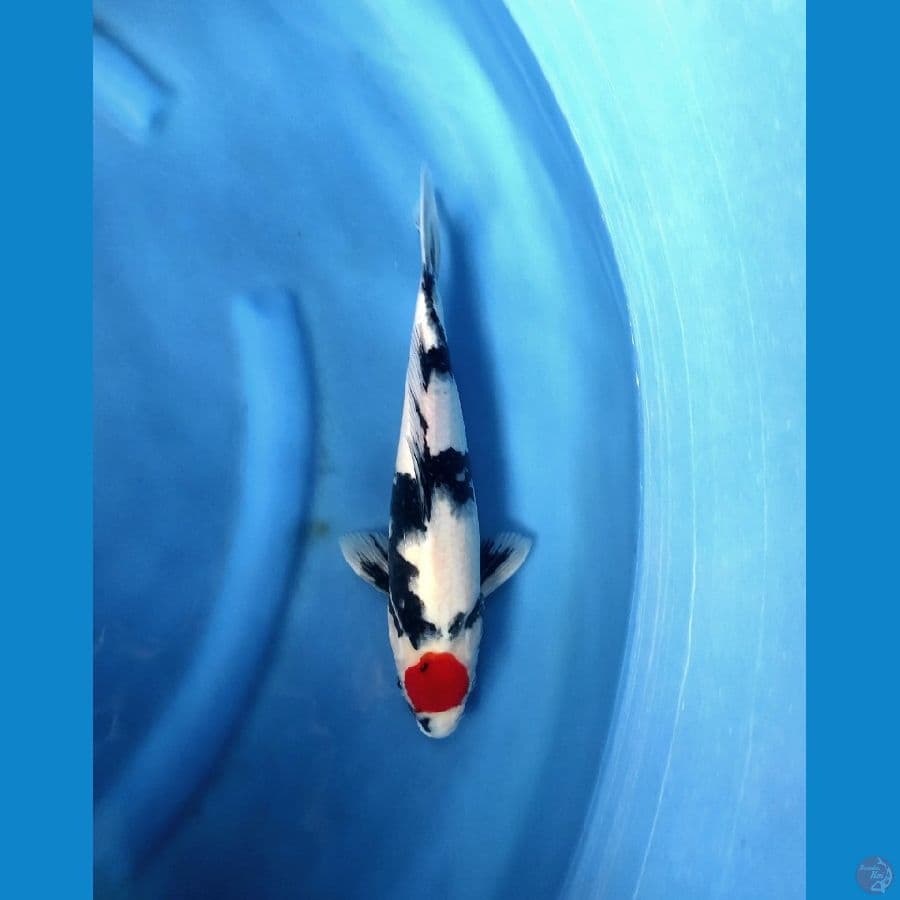 thanco showa 33cm male