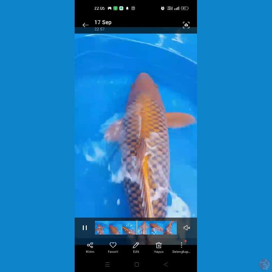 jantan 50 cm chagoi anti gelap