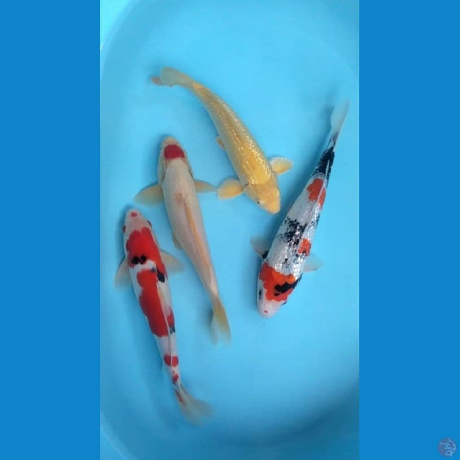 Mix.. 28-34cm.