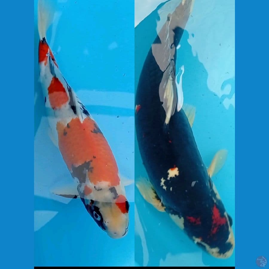 2 ekor Jantan Shiwa 43 & Beni Kumon 45 cm (sirip sebelah melintir)