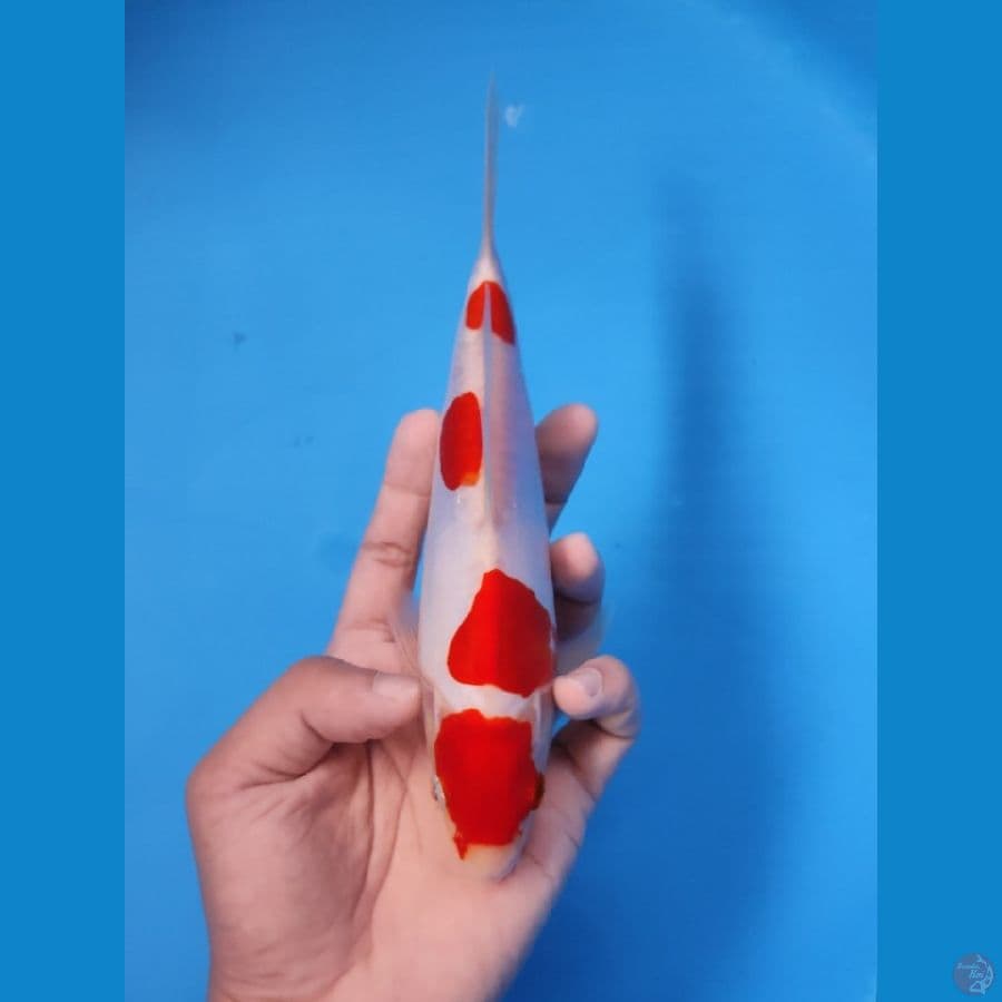 KOHAKU ORI 23CM - MALE
