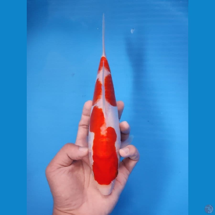 KOHAKU ORI 24CM - FEEMALE