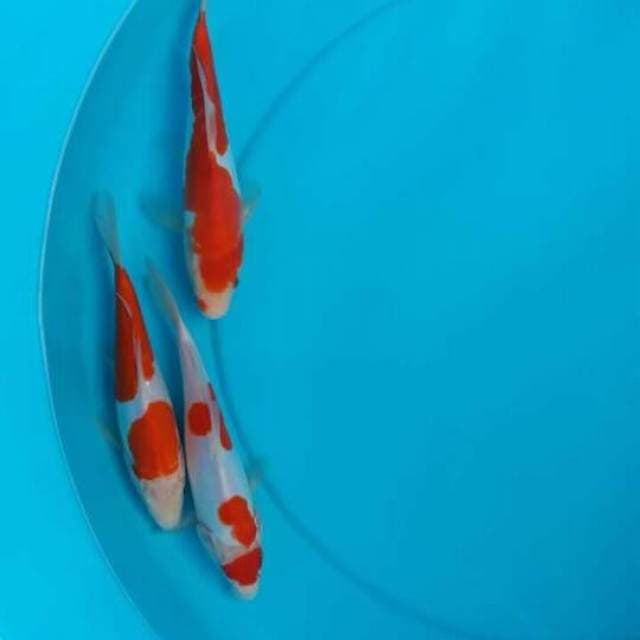 Mix kohaku doits