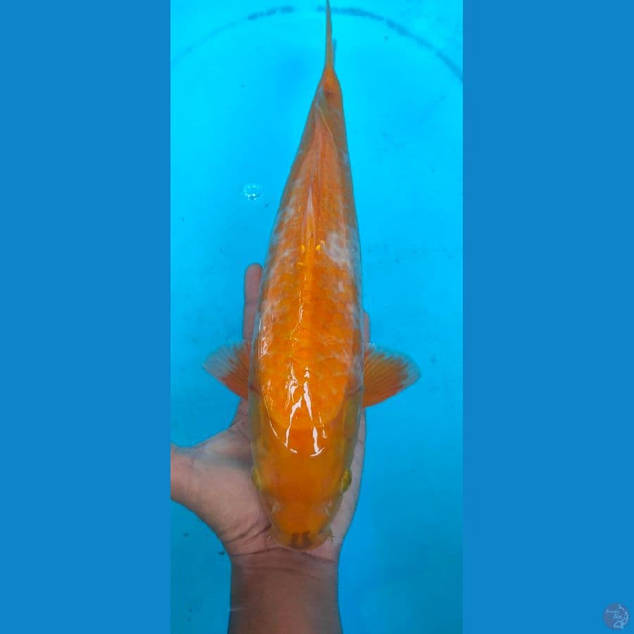 KOYO female 40cm
