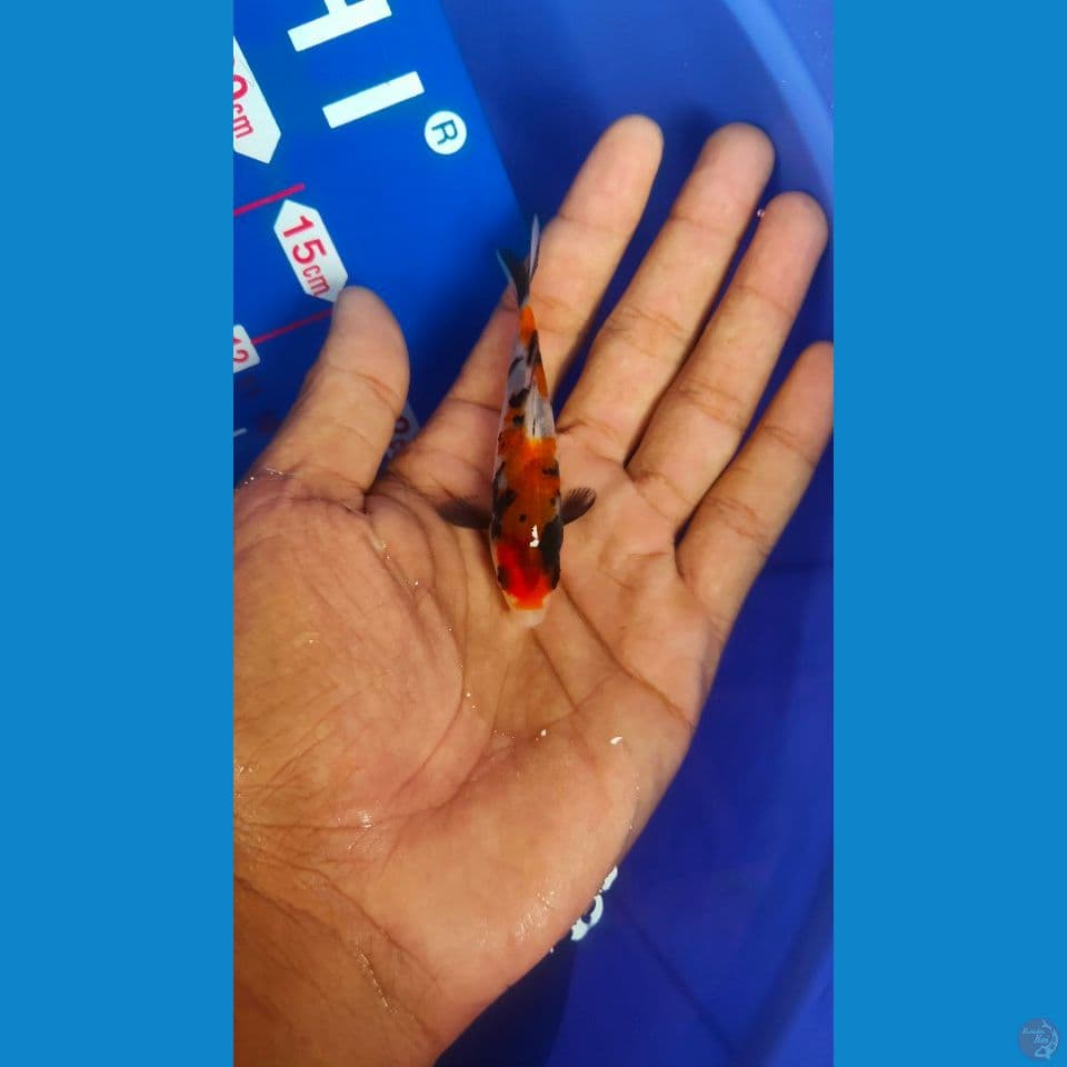 mini super showa 8cm