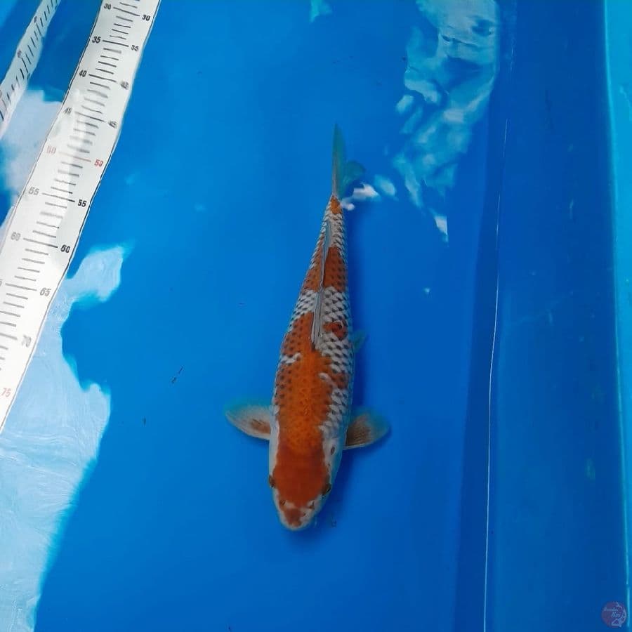 uchiba Male 40cm
