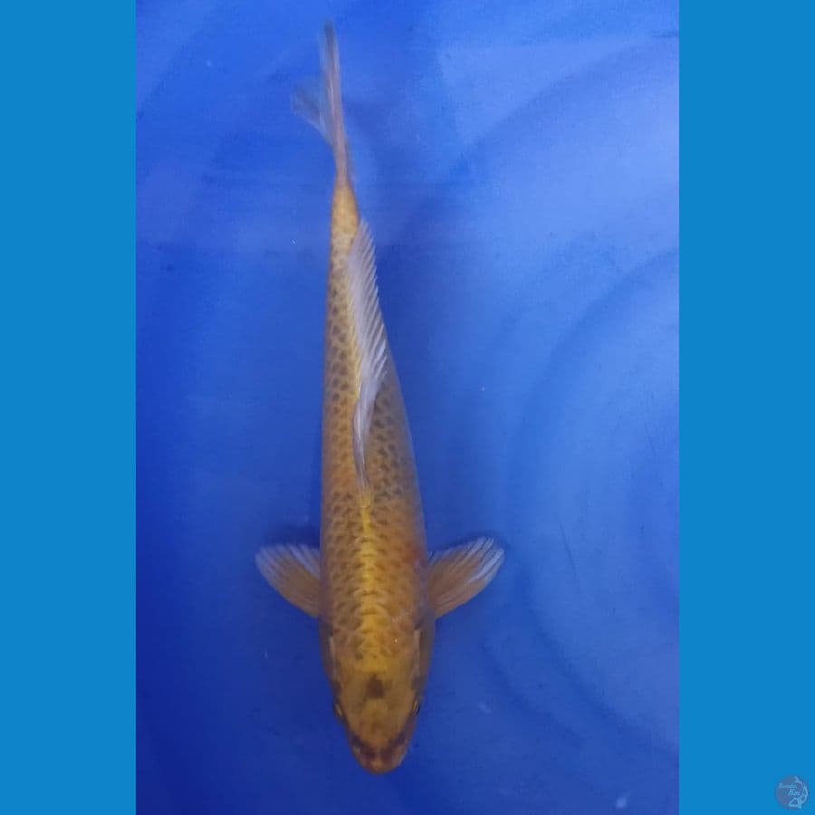 Kin Ki Utsuri Male 33cm