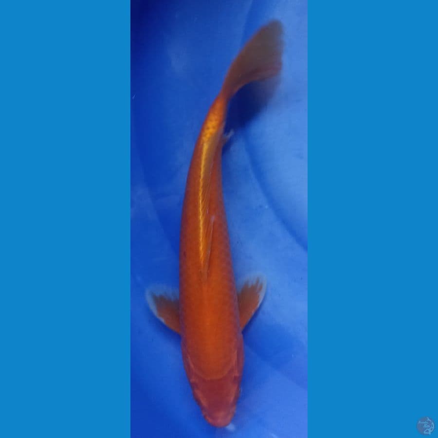 Red Karashi Mangga 35cm Jantan