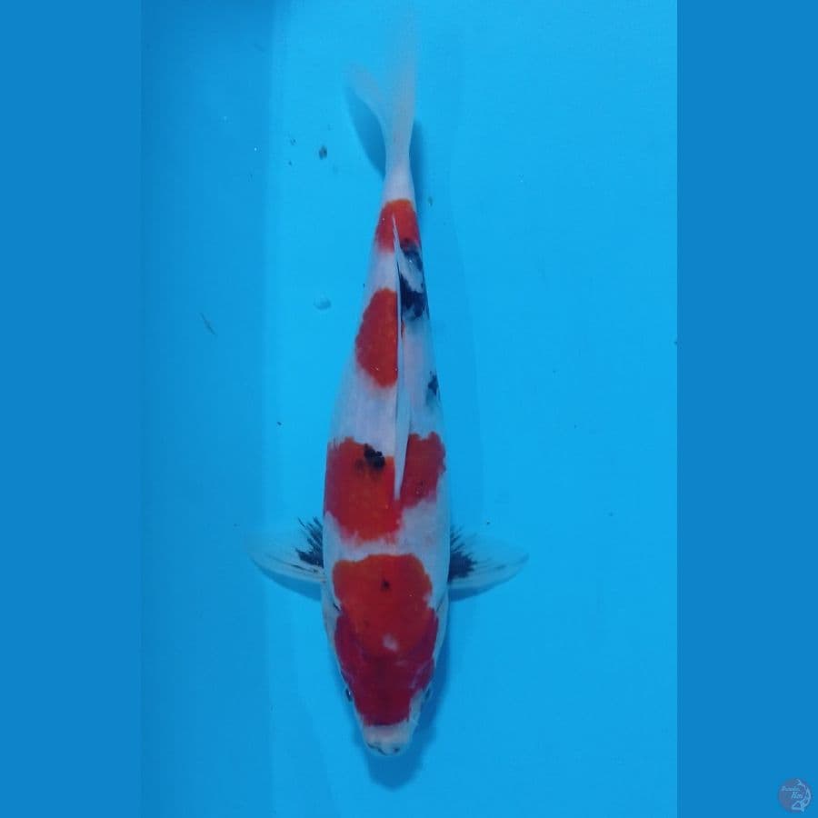 SHOWA 27CM