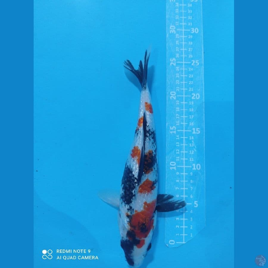 showa ginrin 28cm