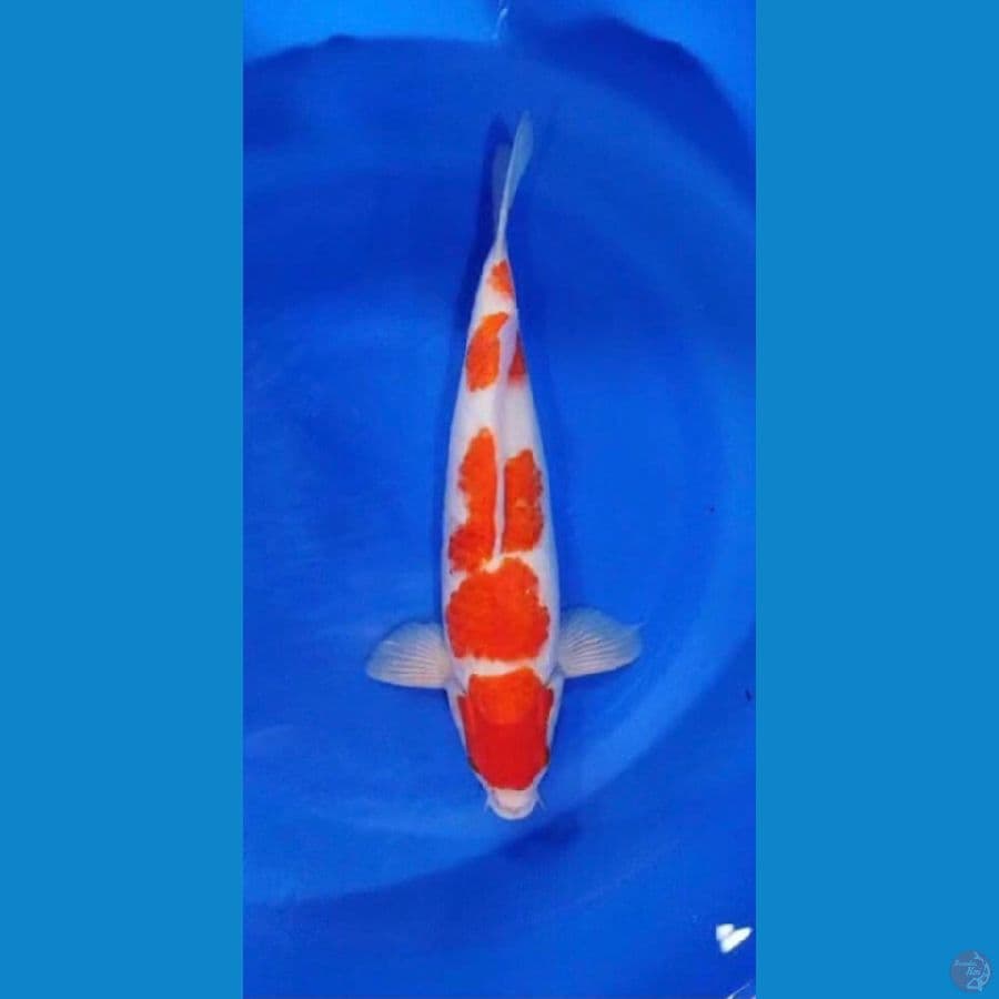 kohaku