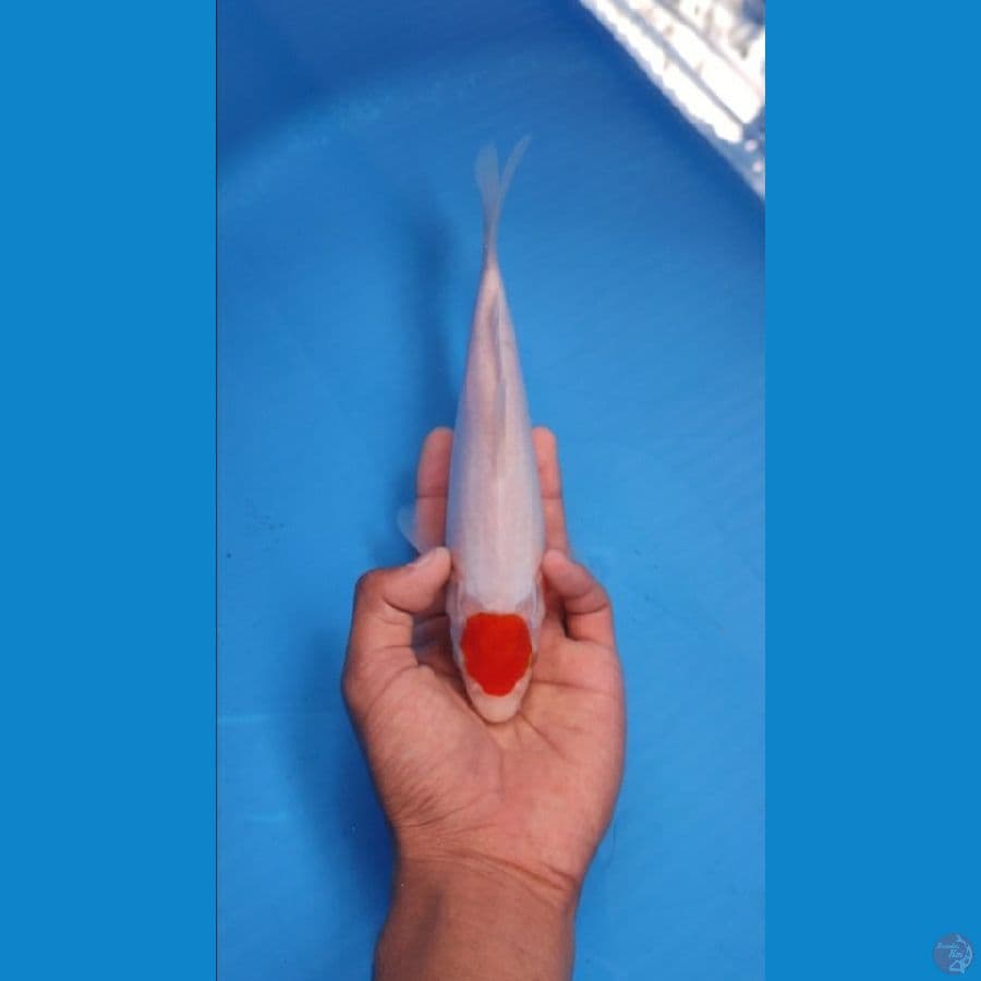 TANCHO 24CM - FEMALE