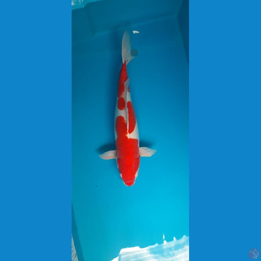 Doitsu Kohaku 46Cm F
