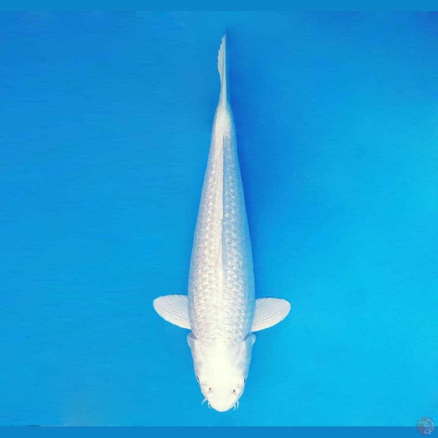 YORI 1 - Platinum White Snow 39 cm/fm ®