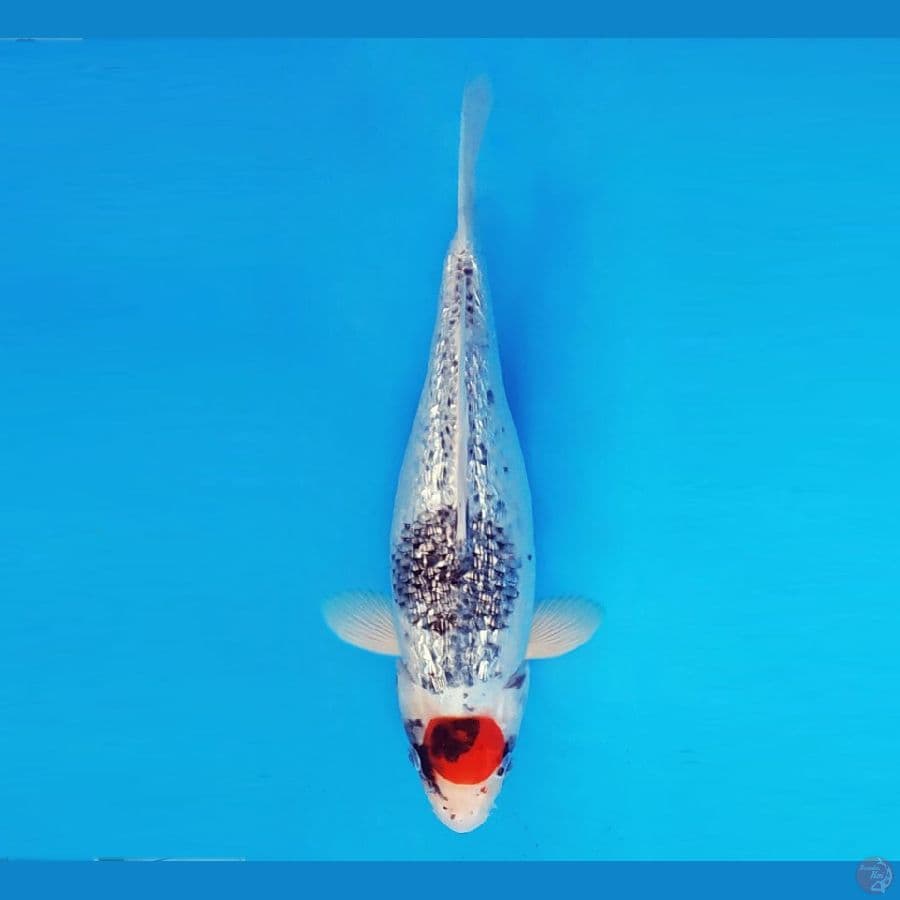 YORI 6 - Tancho Showa Gin Rin 36 cm/fm ®