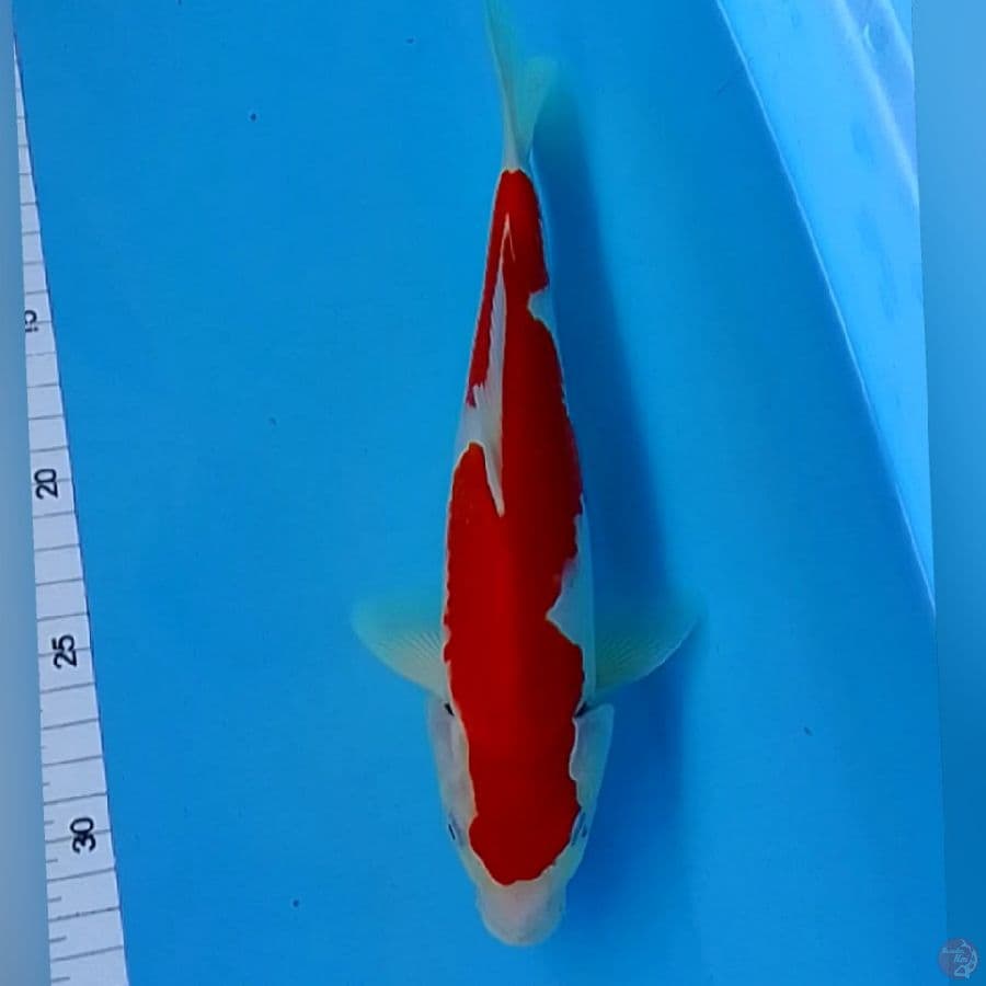 KOHAKU INAZUMA M26