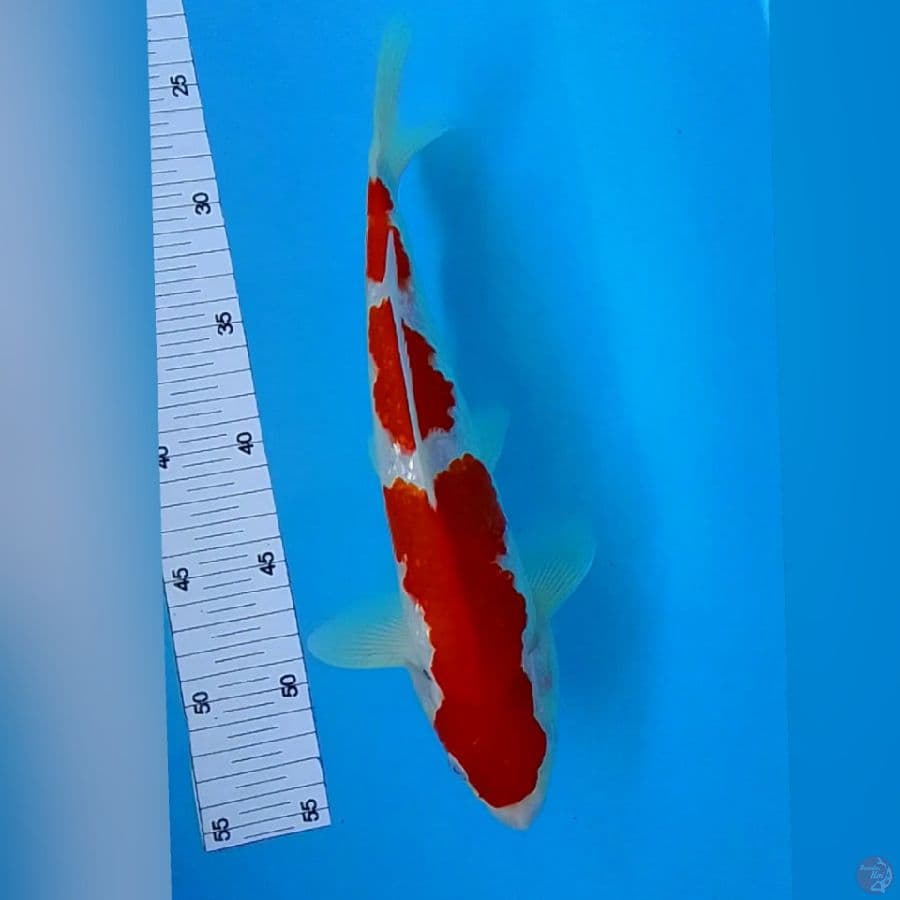 KOHAKU M30