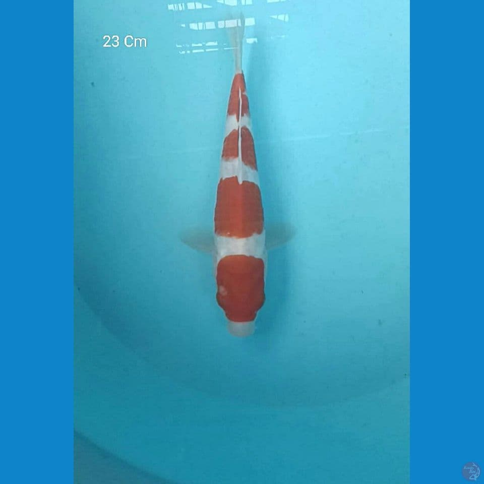 Kohaku 23 cm