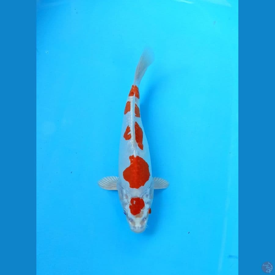 Kikushui 26cm