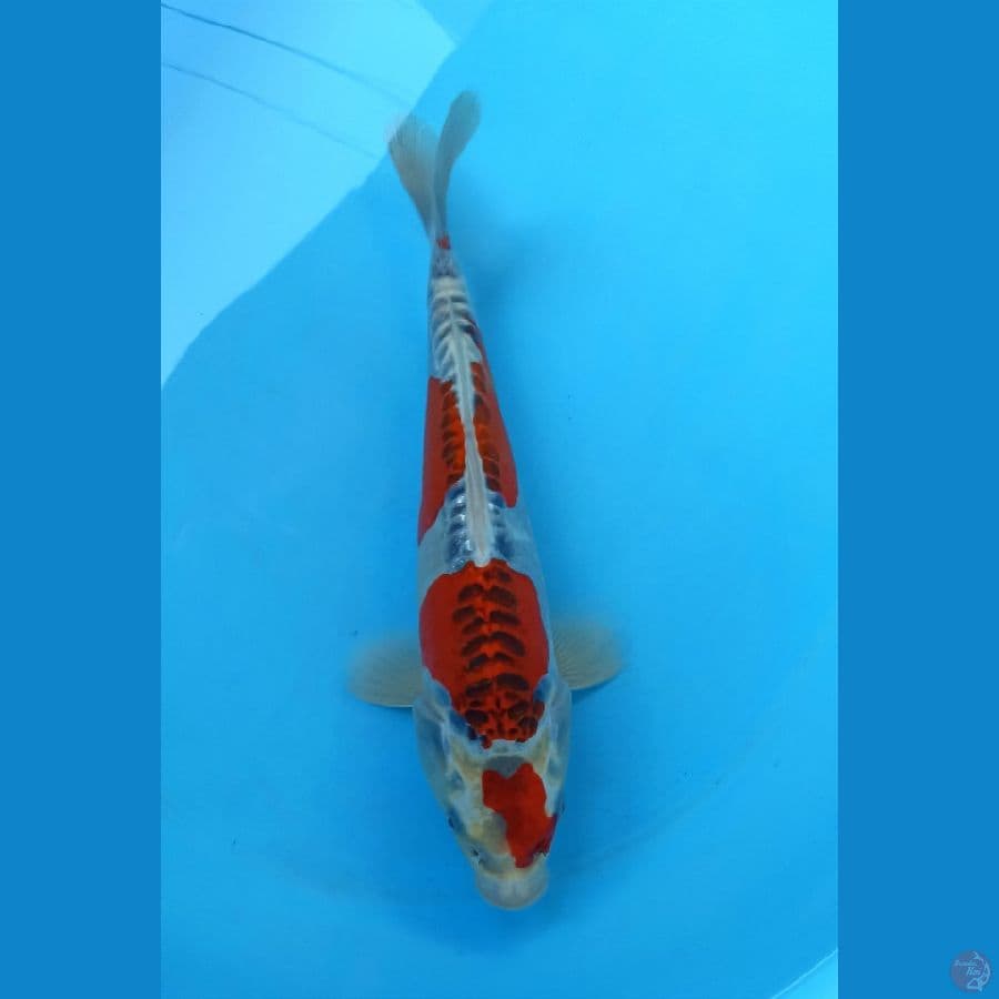 Kiko 31cm