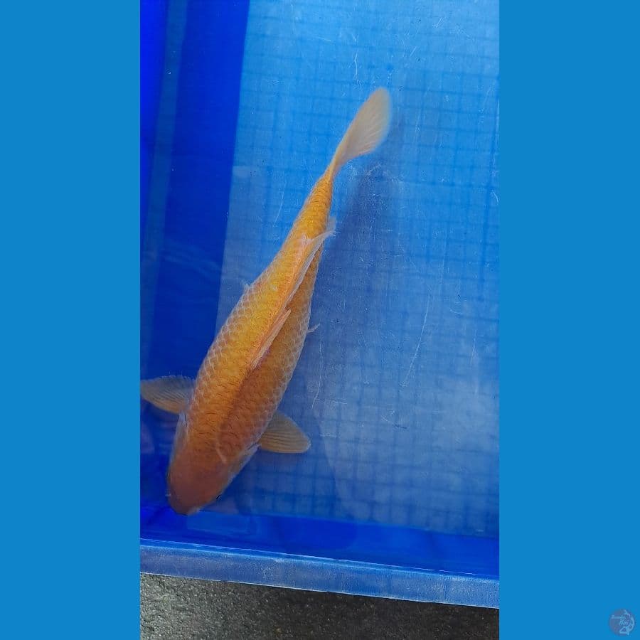karamel