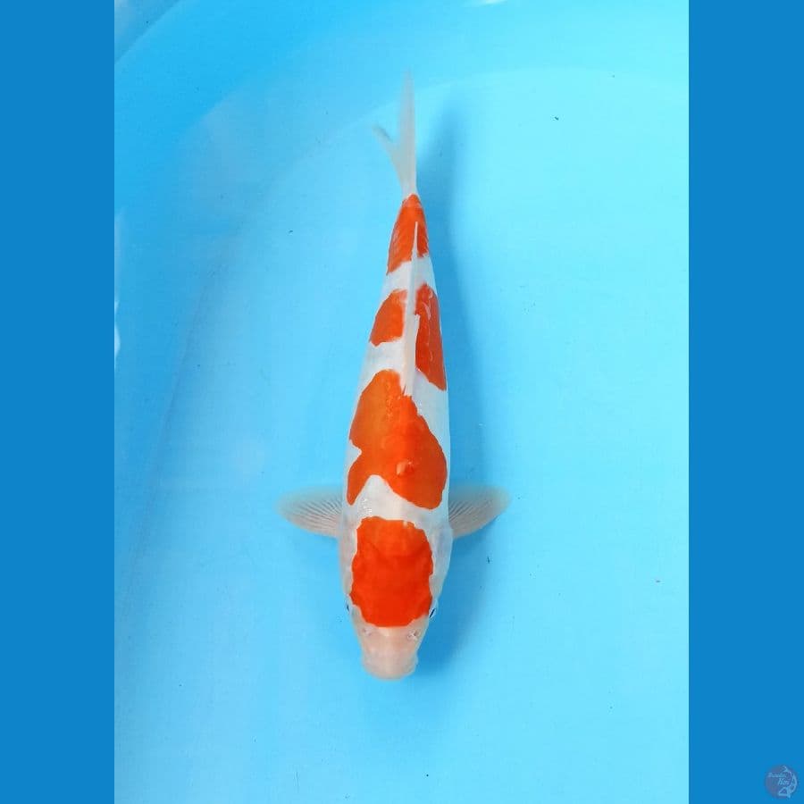 Kohaku doit 27cm
