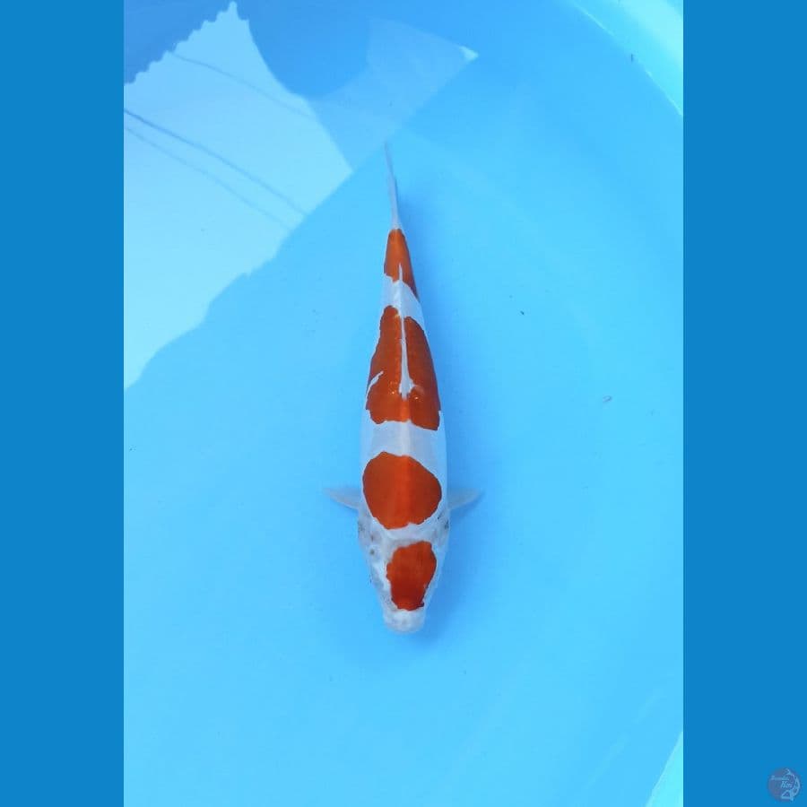 Kikushui 24cm