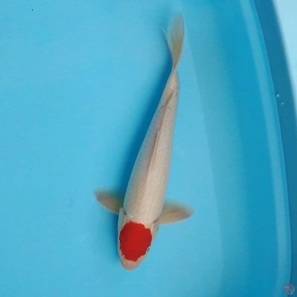Tancho Kohaku original. 33cm