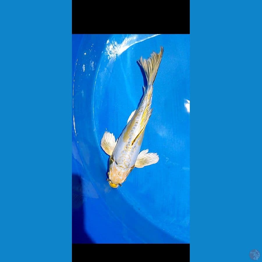 shotbodiy kumoaiy 35 cm male