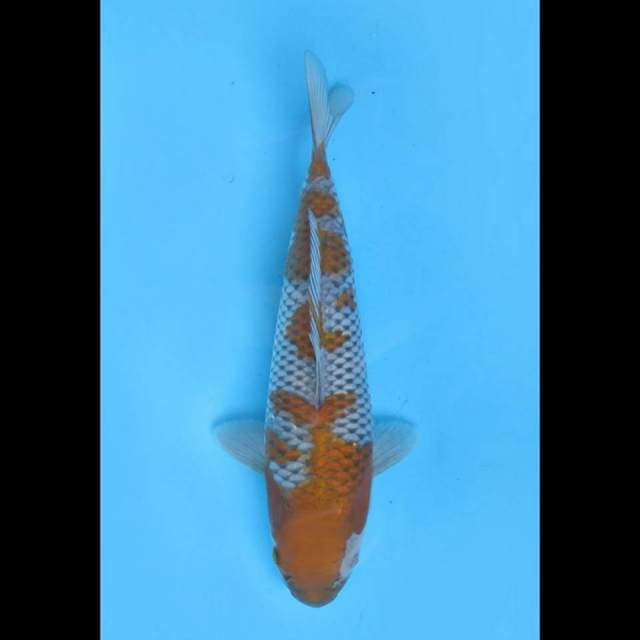35cm Fml , F1 Ochiba Shigure SQ (pola ori)