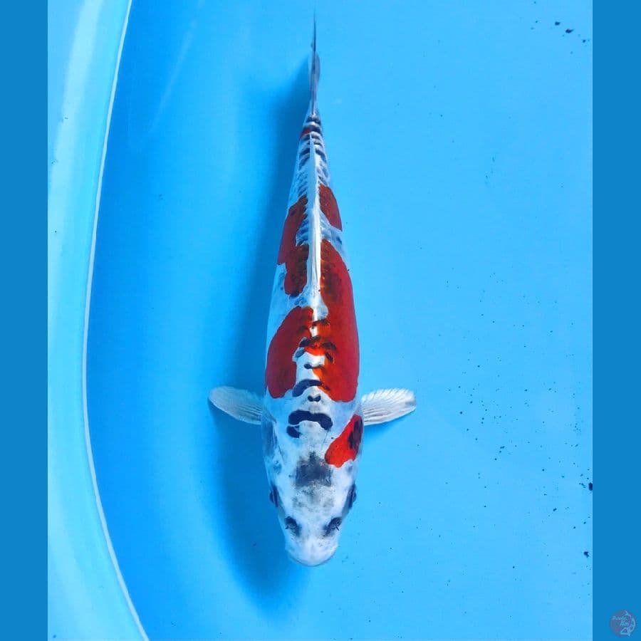 beni kiko 27cm