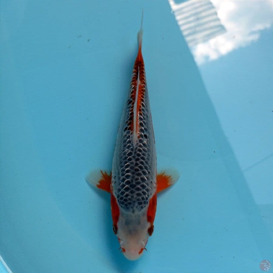 asagi, 22 cm