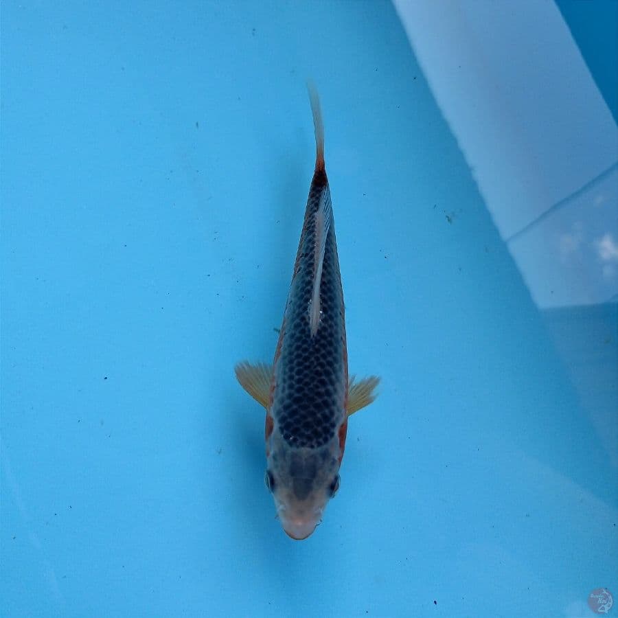 asagi, 15 cm