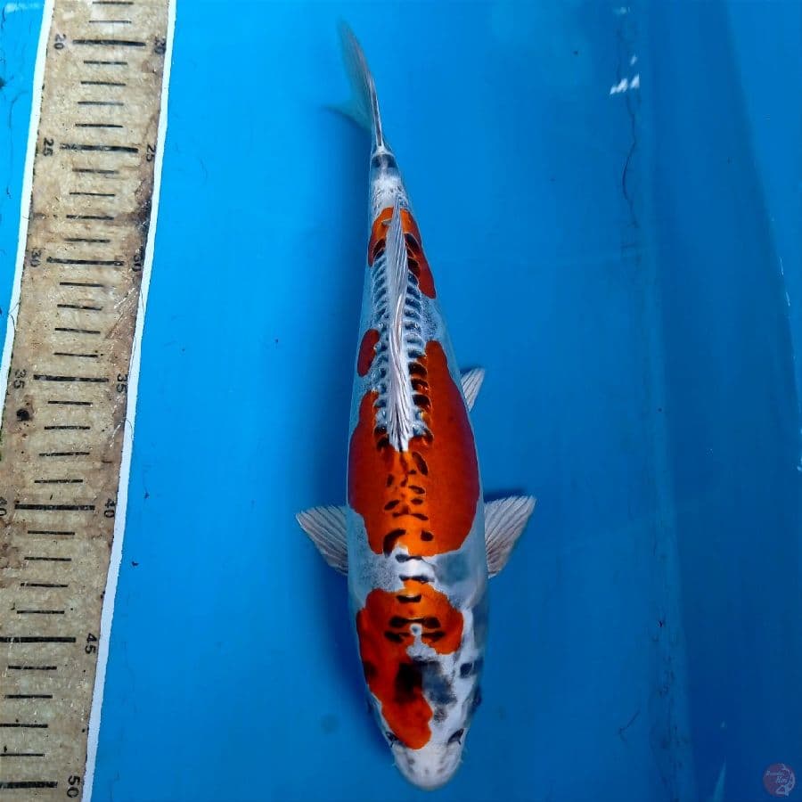 kiko, 28 cm