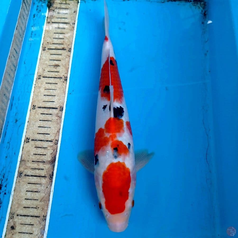 sanke, 32 cm