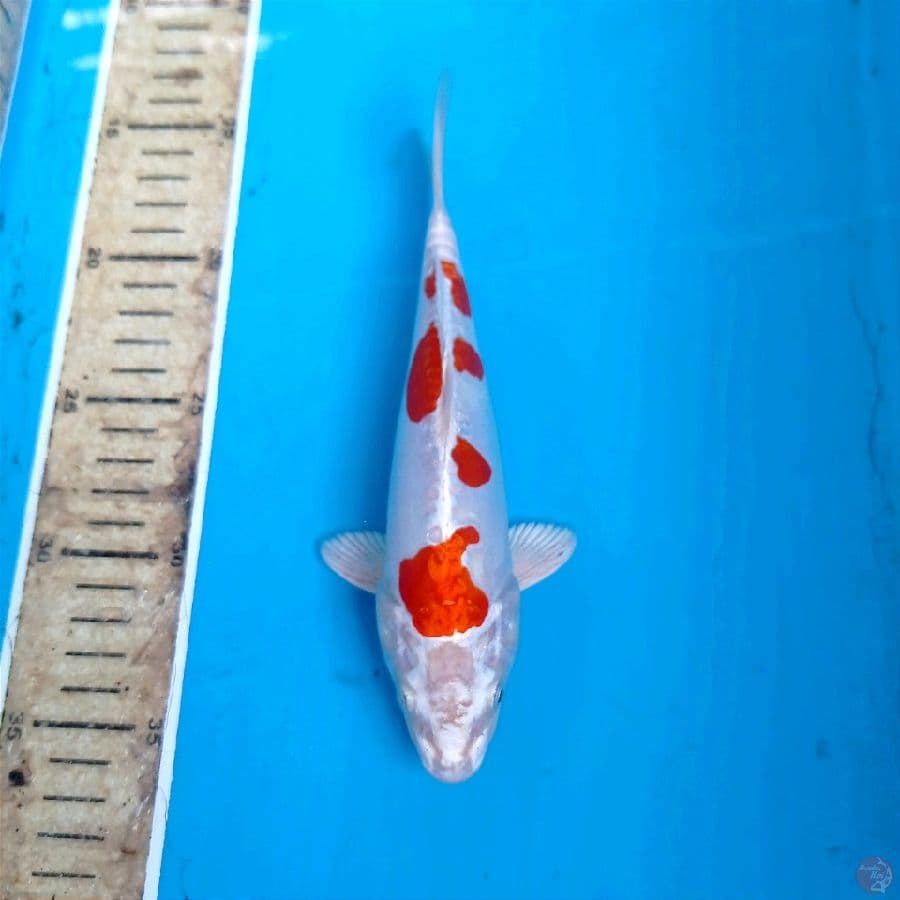 kikushui, 21 cm