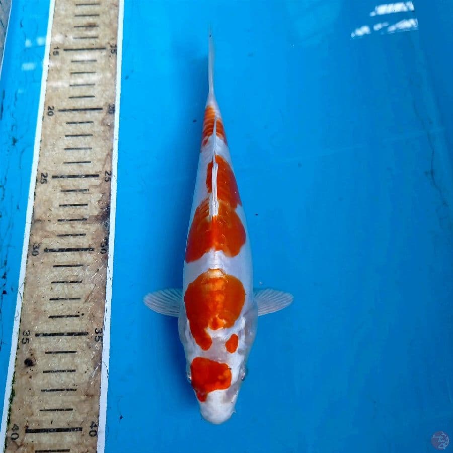 kikushui, 24 cm