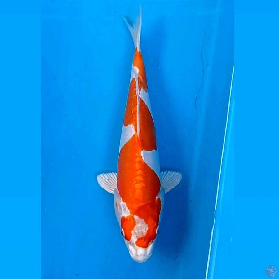 kikushui inazuma, 23 cm
