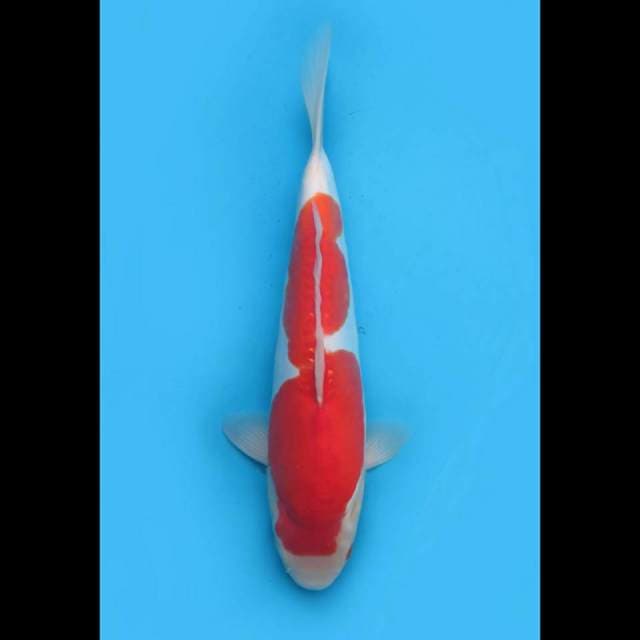 46cm fml - F1 Kohaku Doitsu Murni