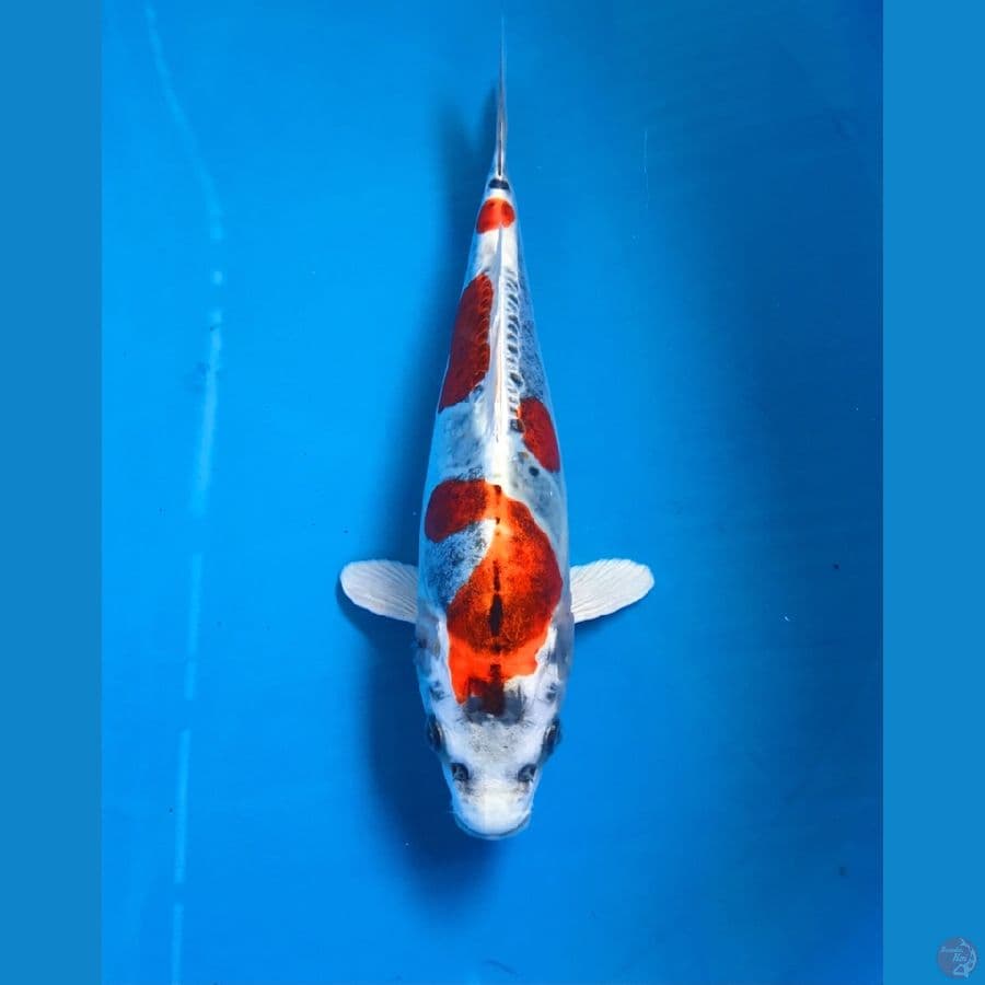 beni kiko 25cm
