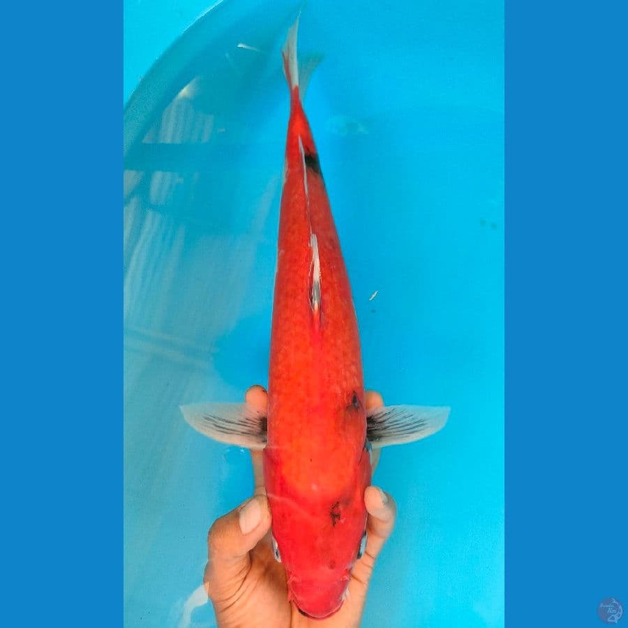 SHOWA (38CM)