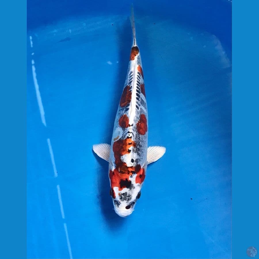 beni kiko 26cm