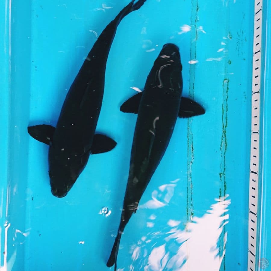 KARASU 30,31 CM