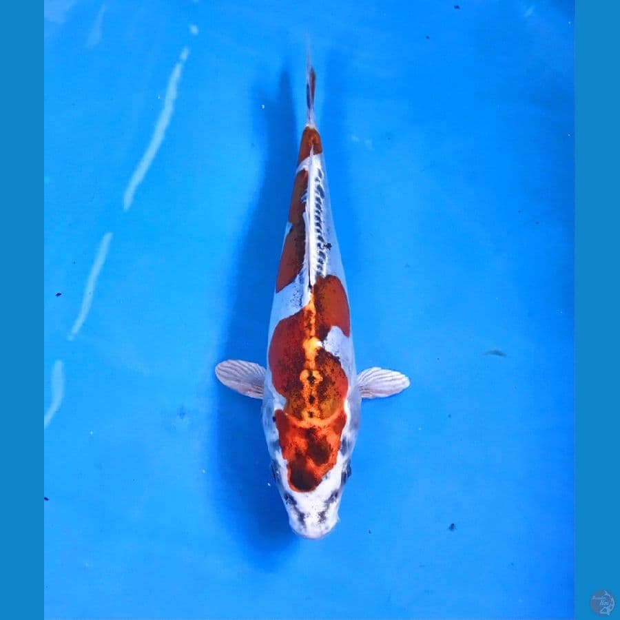 beni kiko 19cm