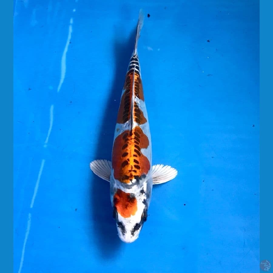 maruten kiko 19cm