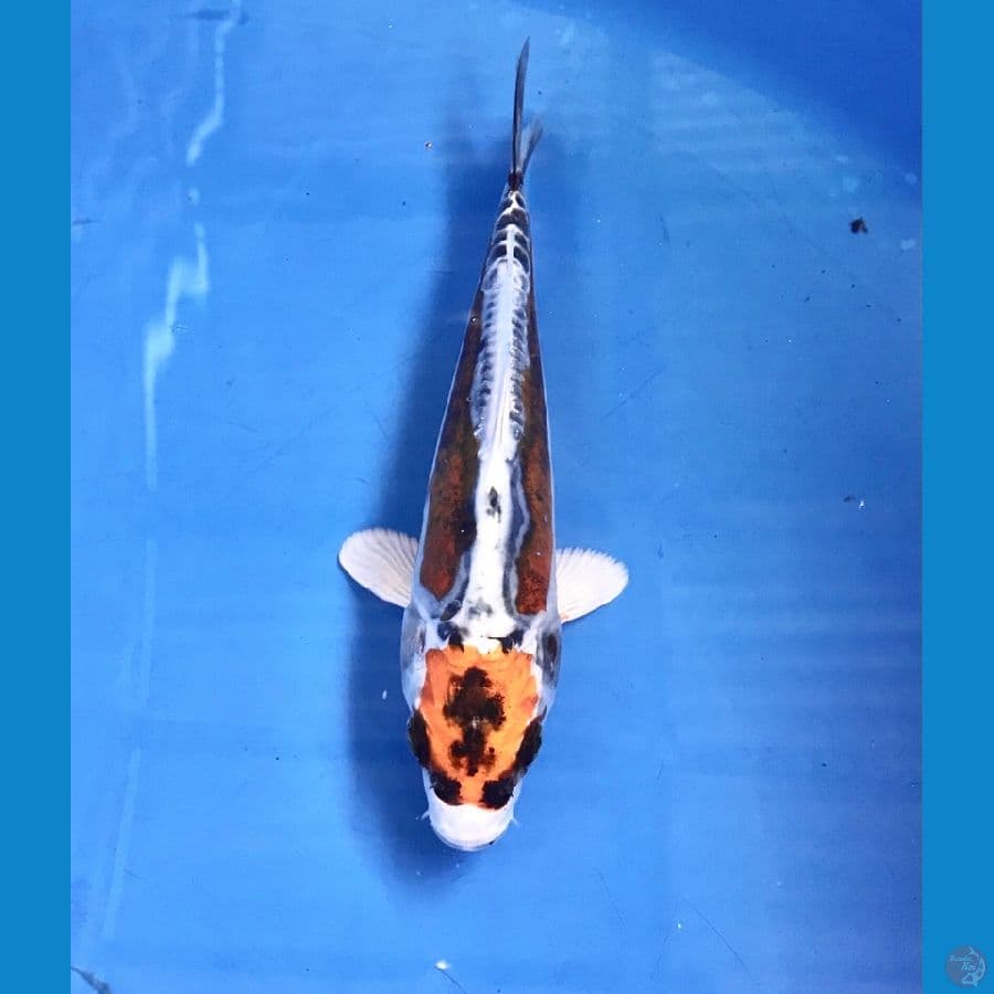 maruten kiko 18cm